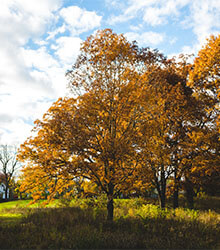 Ann Arbor trees and field